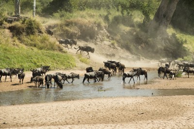 The Great Migration, Kenya, by Charlie Grosso