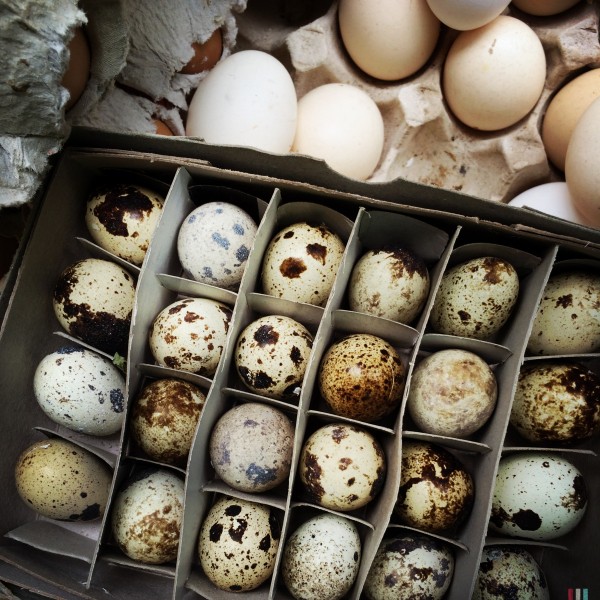 Quail Eggs, by Charlie Grosso